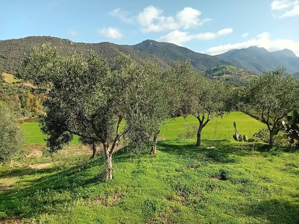 Terreno a Jerzu - Foto 2