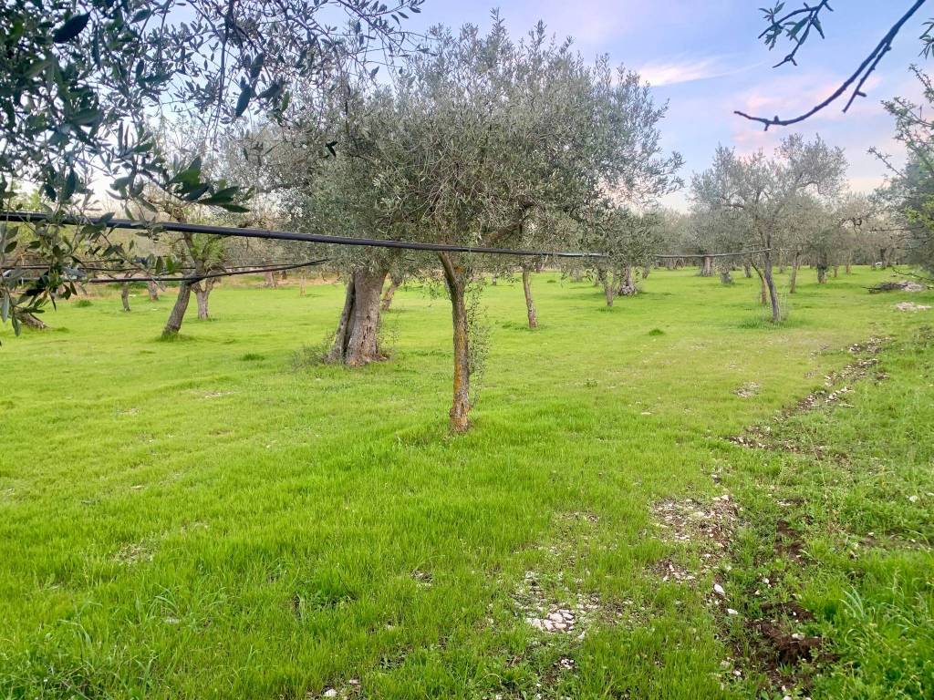 Terreno a Cellamare in Via Casamassima - Foto 2