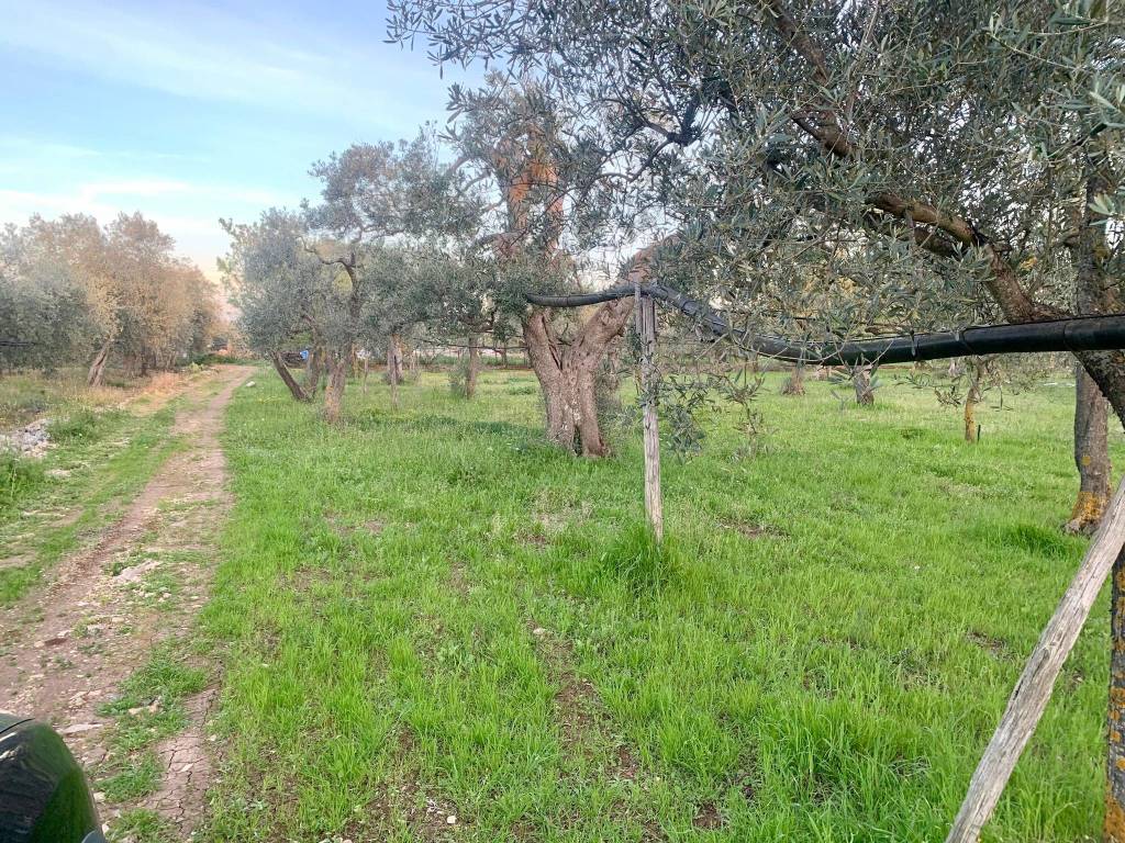 Terreno a Cellamare in Via Casamassima - Foto 3