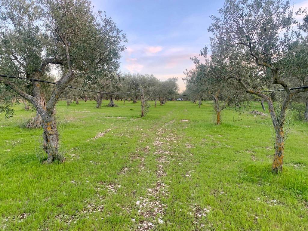 Terreno a Cellamare in Via Casamassima - Foto 4