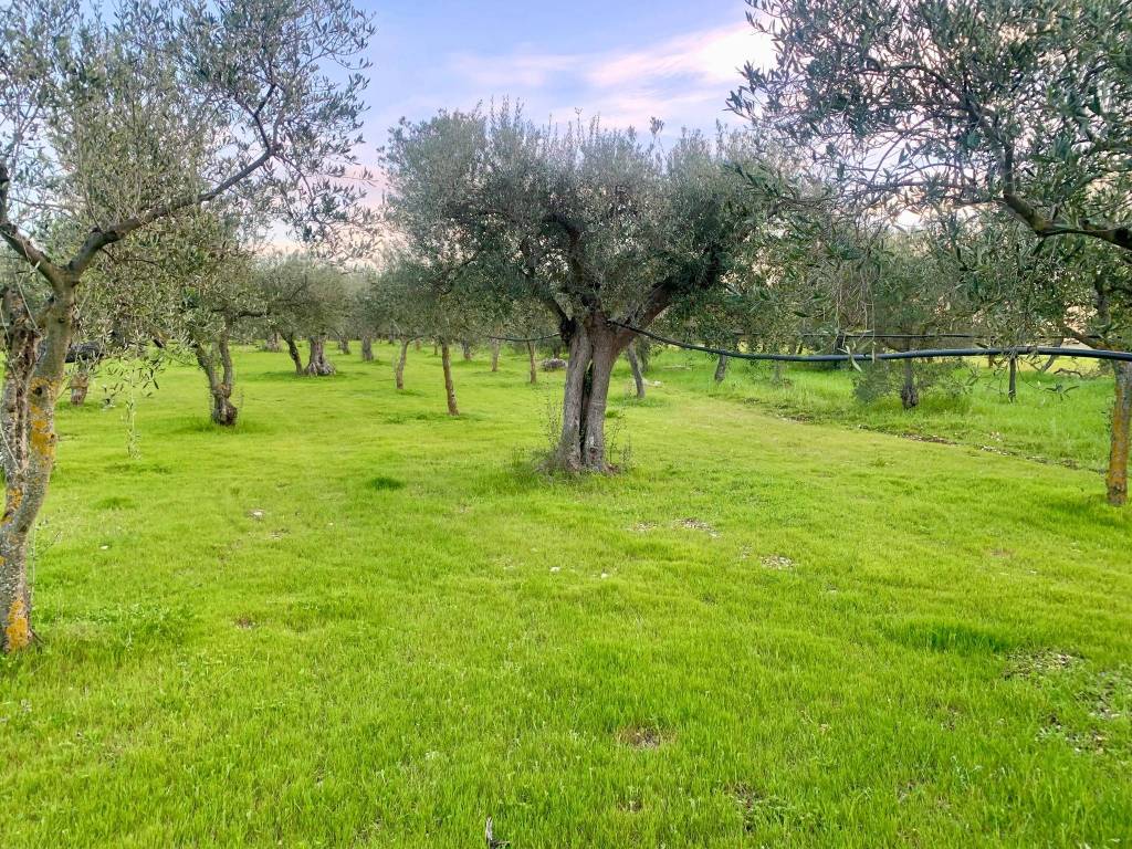 Terreno a Cellamare in Via Casamassima - Foto 5