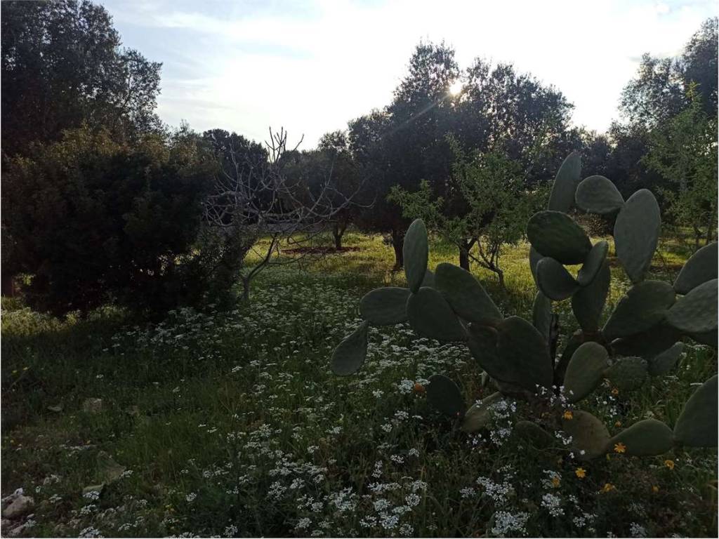 Terreno a Carovigno - Foto 2