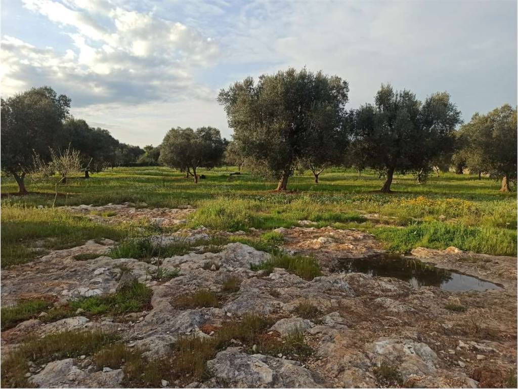 Terreno a Carovigno - Foto 4