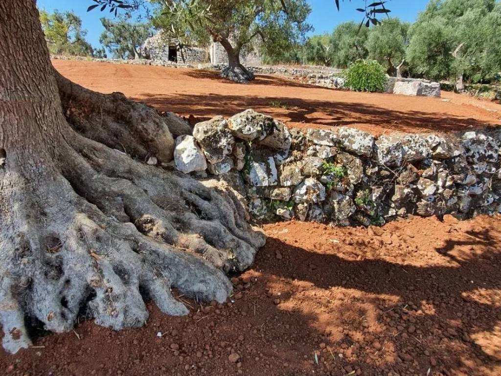 Terreno a Ostuni in Contrada Cervarolo - Foto 3