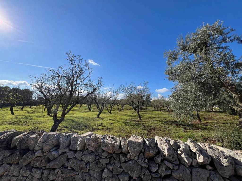 Terreno a Ostuni in Contrada Vallegna S.N.C. - Foto 3