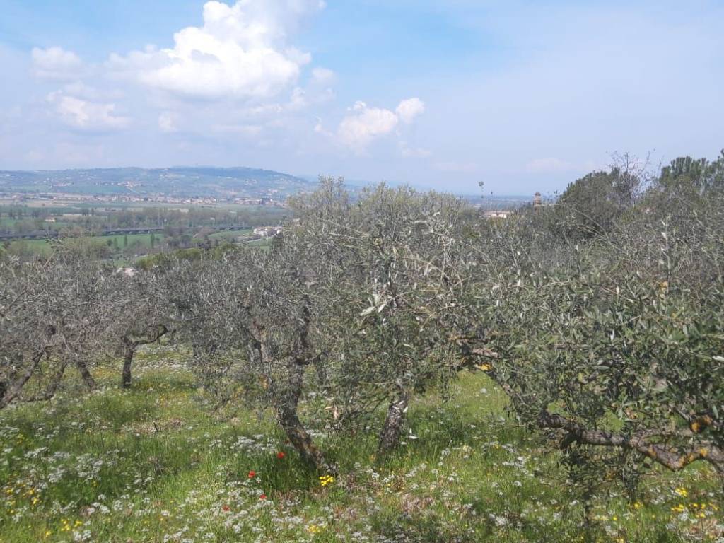 Terreno a Trevi in Loc.Pigge - Foto 2