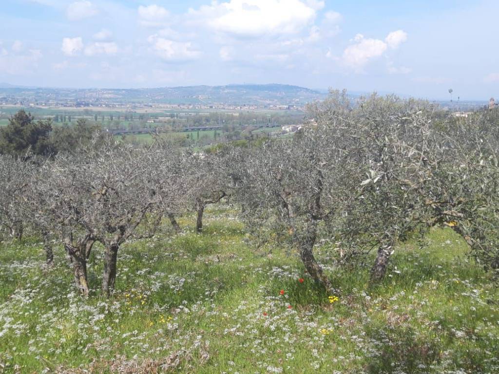Terreno a Trevi in Loc.Pigge - Foto 3