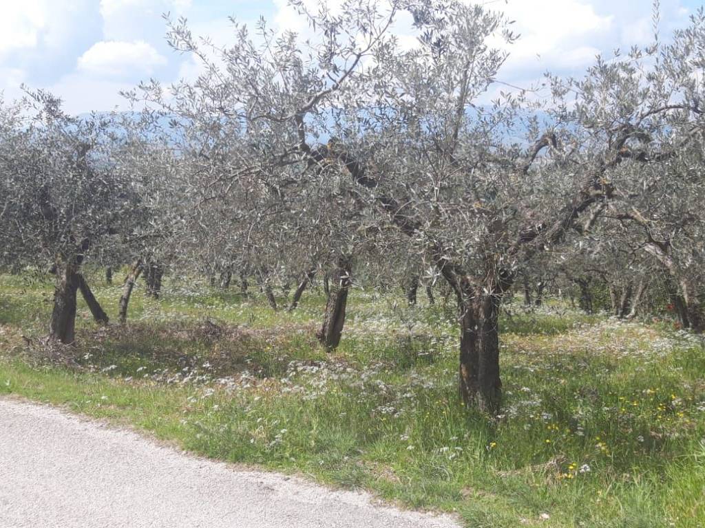 Terreno a Trevi in Loc.Pigge - Foto 5