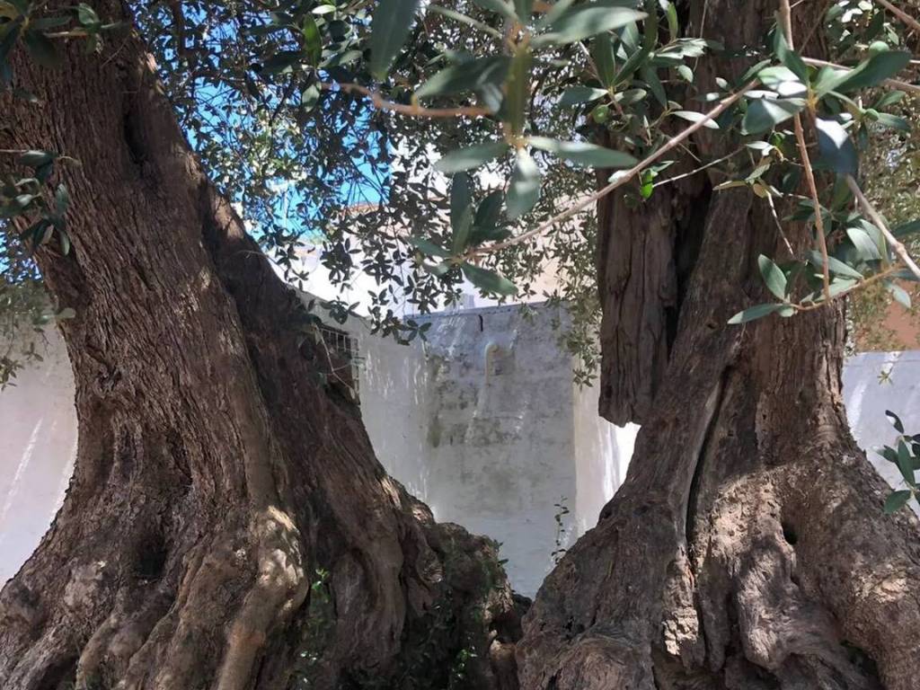 Rustico / casale a Ostuni in Contrada Badessa - Foto 5