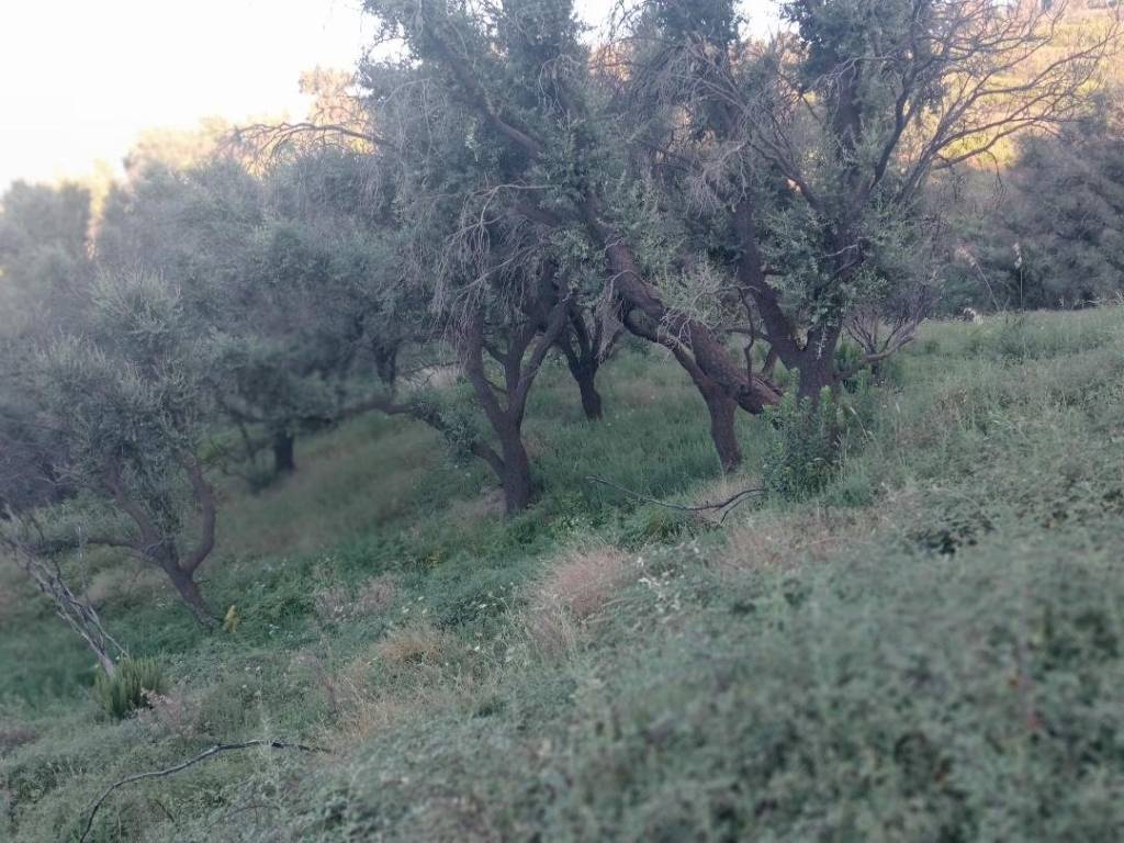 Terreno a Gioiosa marea in Case Pileci - Foto 3