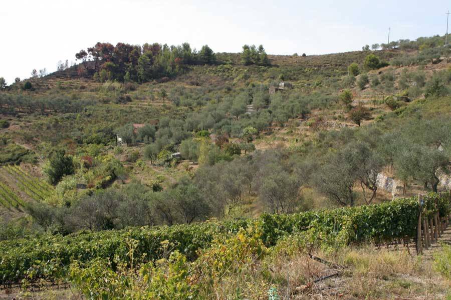 Terreno a Perinaldo in Via Miramonti, 3 - Foto 4
