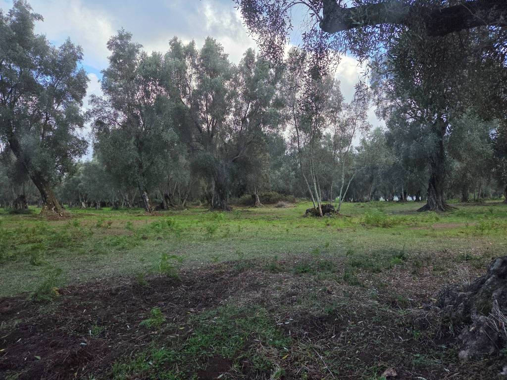 Terreno a Seminara in SP26 - Foto 2