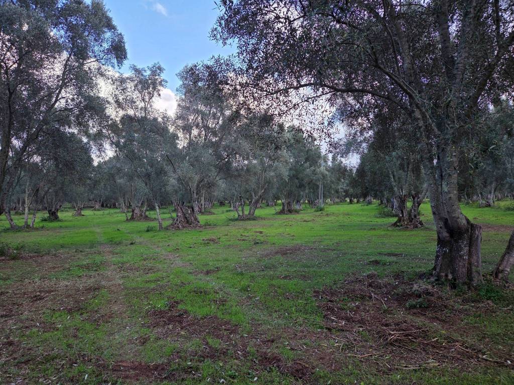 Terreno a Seminara in SP26 - Foto 3