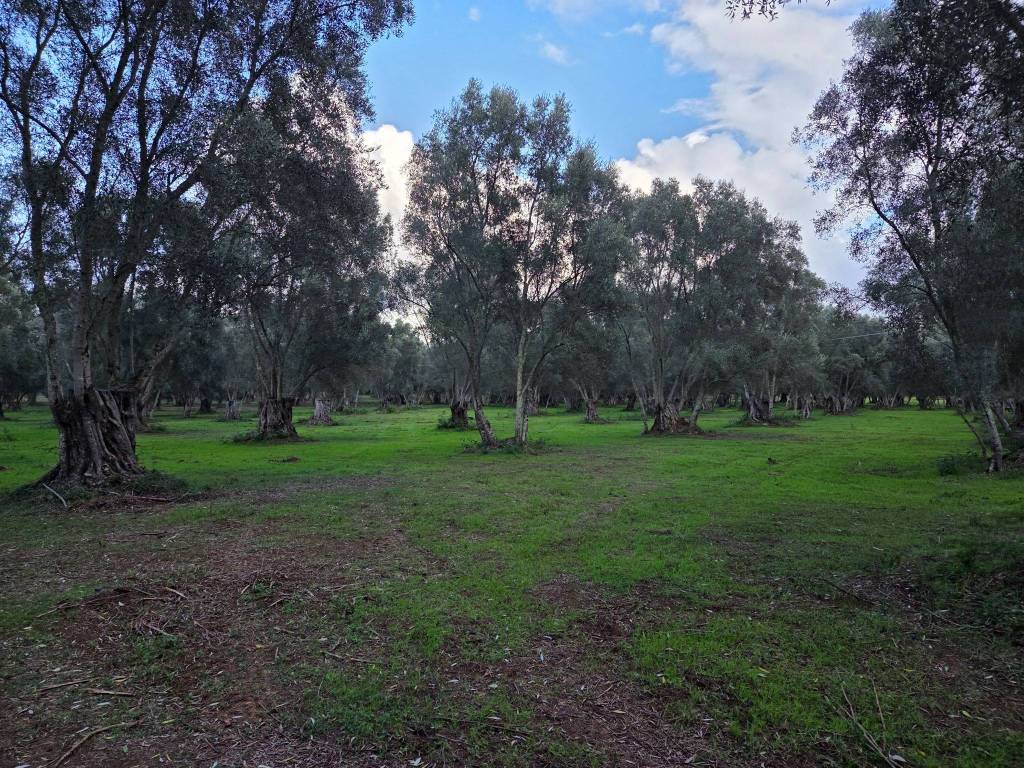 Terreno a Seminara in SP26 - Foto 4