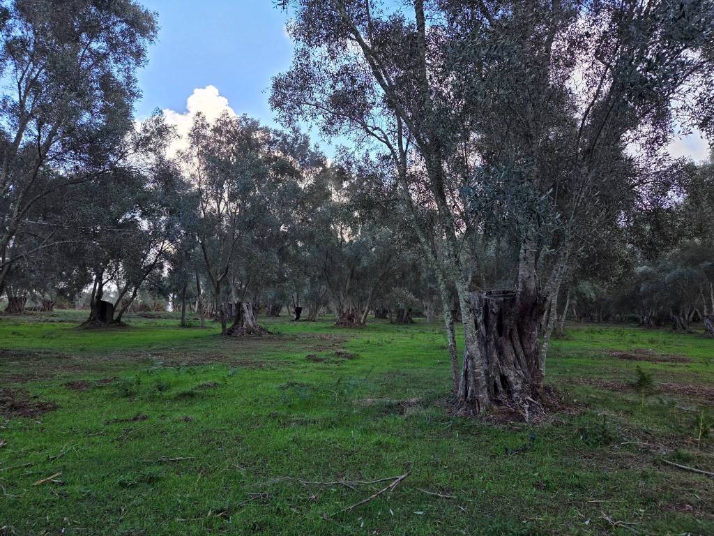 Terreno a Seminara in SP26 - Foto 5