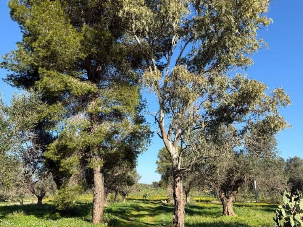 Terreno a San michele salentino - Foto 2