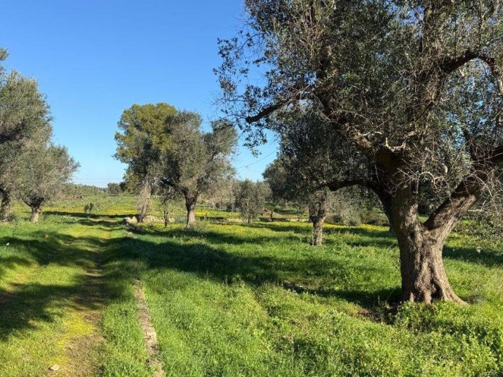 Terreno a San michele salentino - Foto 3