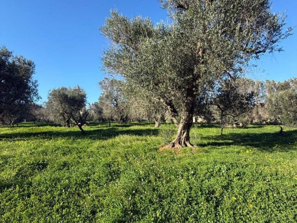 Terreno a San michele salentino - Foto 5