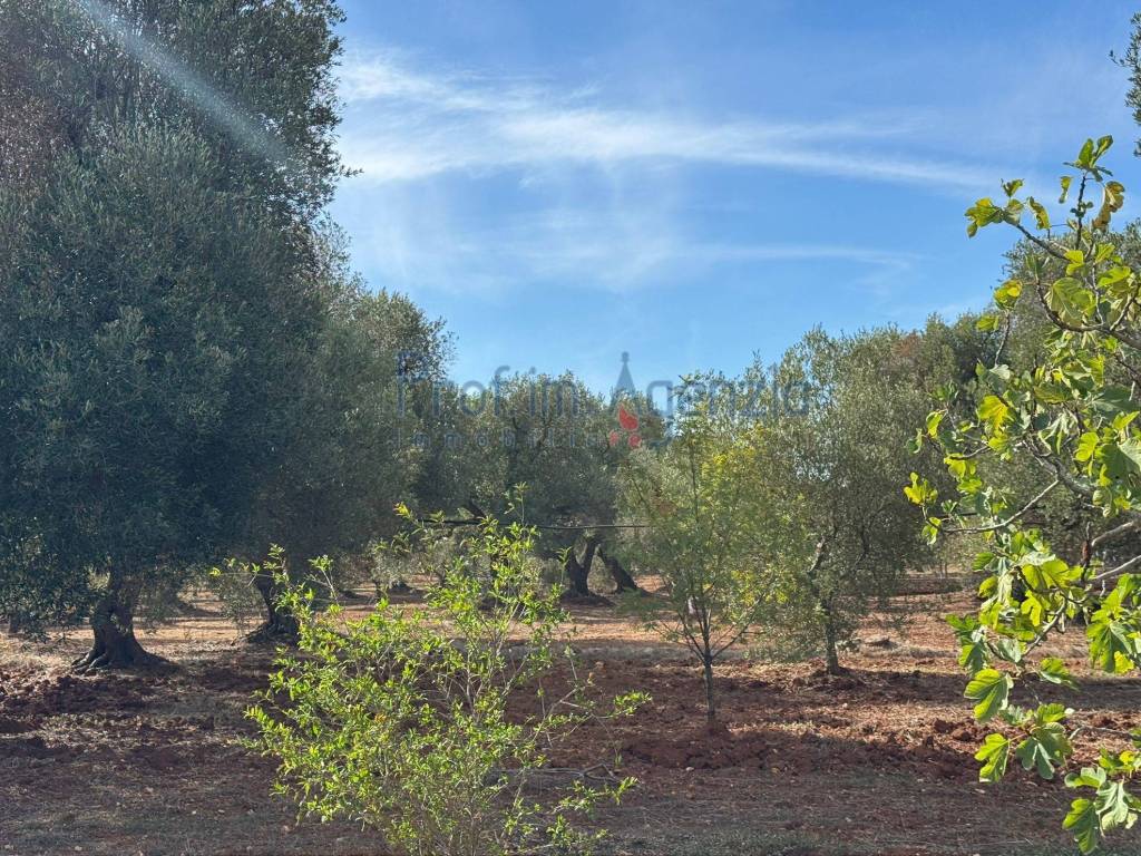 Terreno a Carovigno - Foto 3