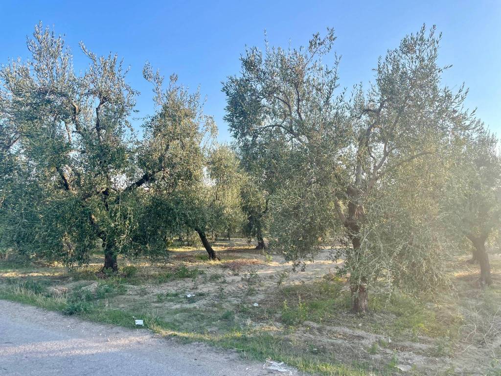 Terreno a Barletta - Foto 2