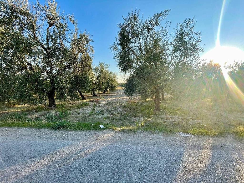 Terreno a Barletta - Foto 3