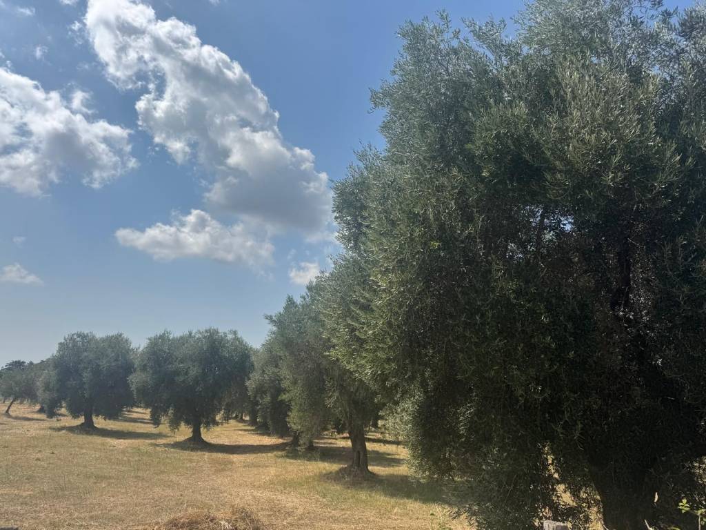 Terreno a Sermoneta in Via dei Laghetti, 5 - Foto 2