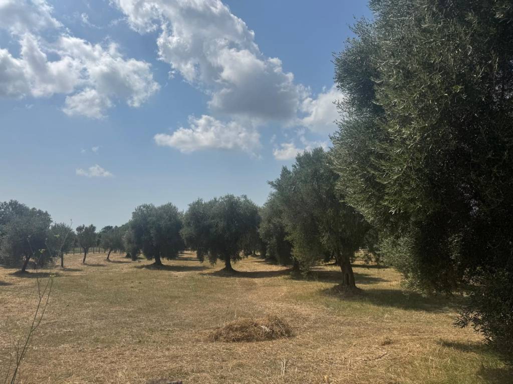 Terreno a Sermoneta in Via dei Laghetti, 5 - Foto 3