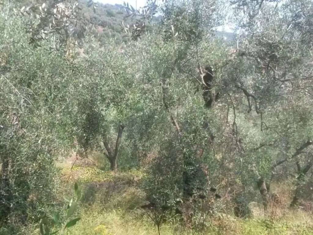 Terreno a Diano san pietro - Foto 2