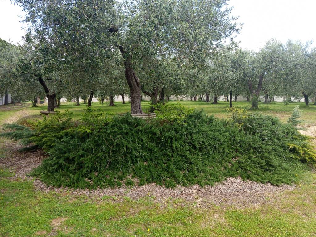 Villa a Lanciano - Foto 4