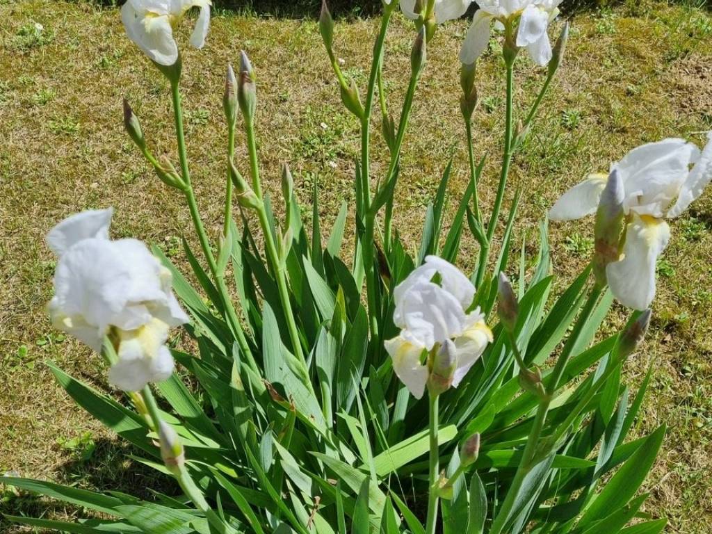 Villa a Perugia in Via Ada Negri, 30 - Foto 4