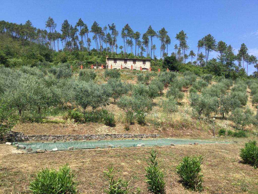 Villa a Buti in Buti - Foto 4