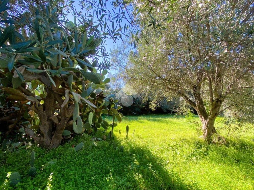 Terreno a Cetraro in Via degli Oleandri - Foto 5