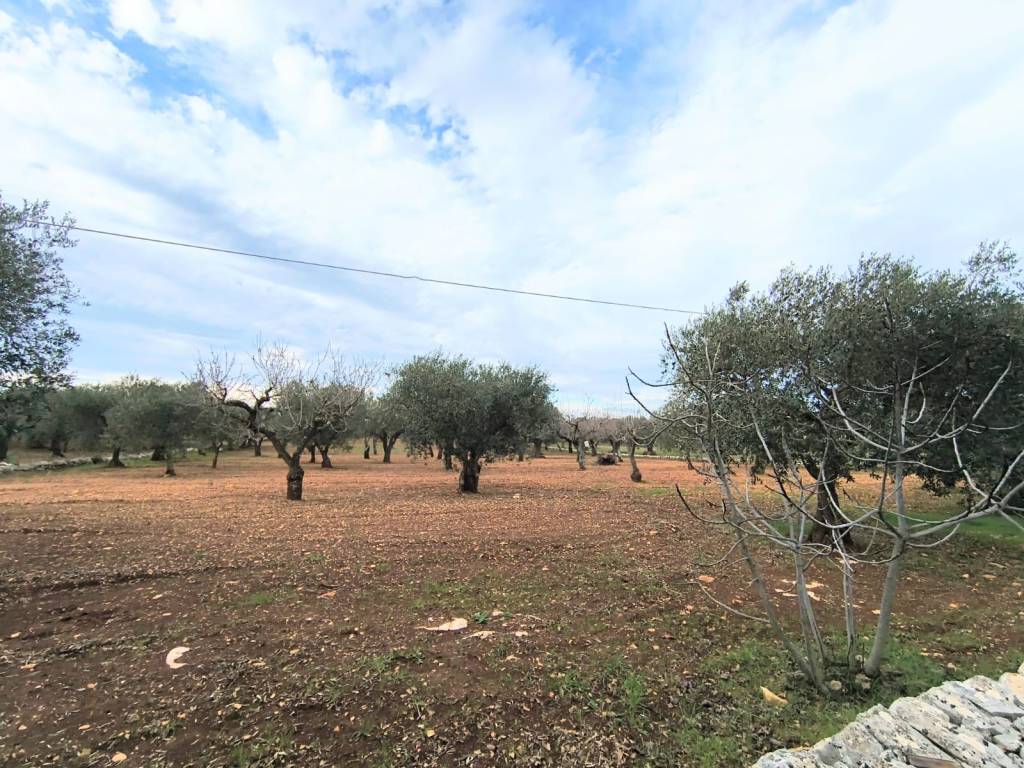 Terreno a Monopoli in Contrada Tortorella - Foto 5