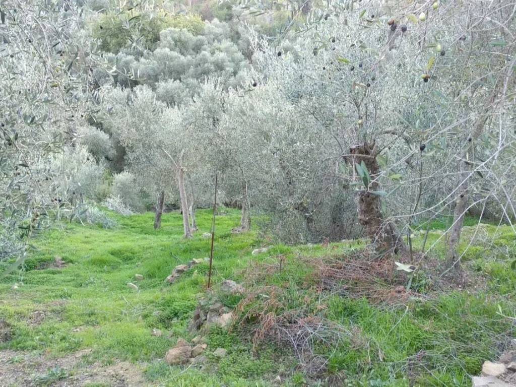 Rustico / casale a Costarainera in Via Provinciale - Foto 2