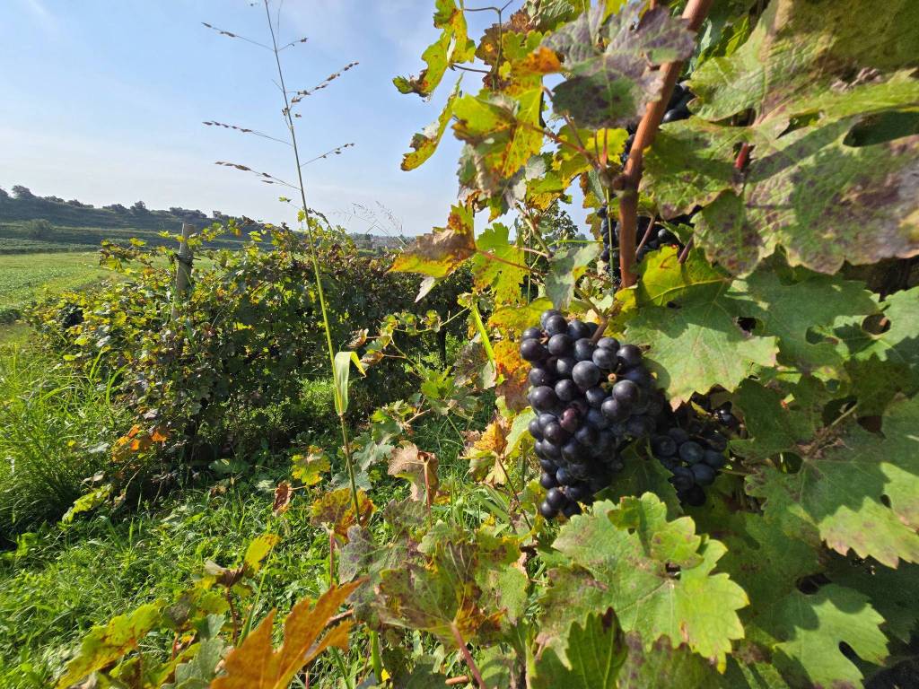 Terreno a Bassano del grappa in Strada dei Pilati - Foto 2