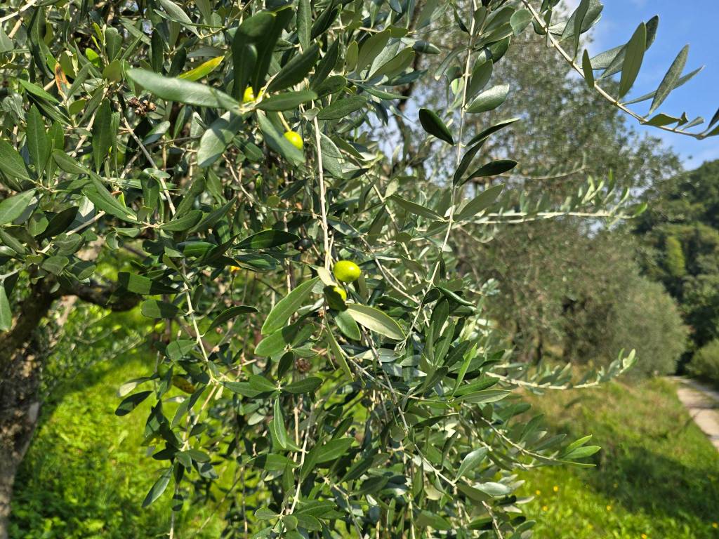 Terreno a Bassano del grappa in Strada dei Pilati - Foto 3