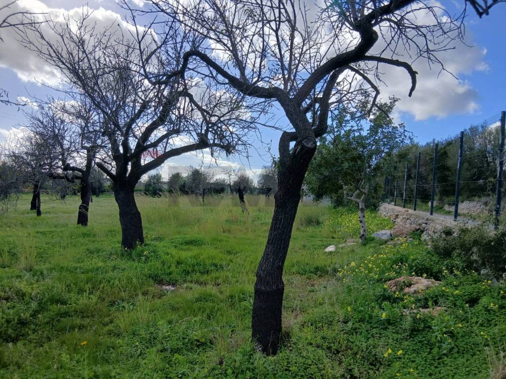 Terreno a Avola in Contrada Bochini Fiumarella - Foto 4