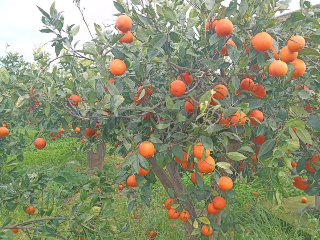 Terreno a Belpasso in contrada Reina - Foto 2