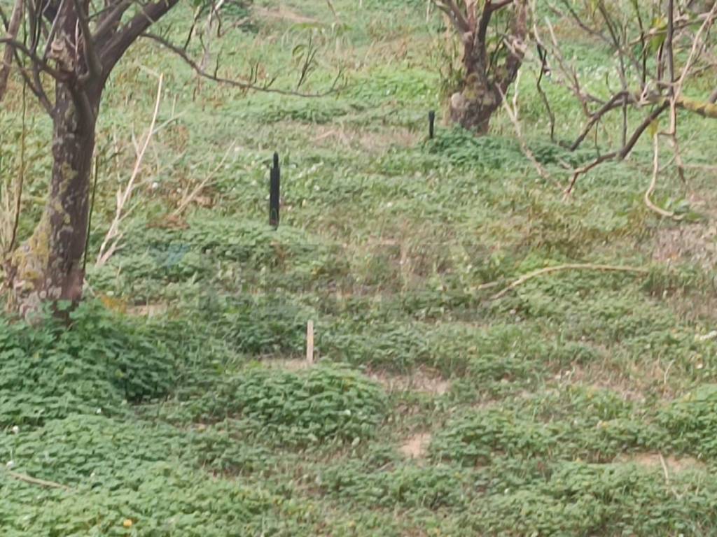 Terreno a Belpasso in contrada Reina - Foto 5