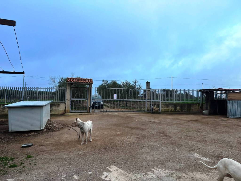 Villa a Foggia in Contrada Posta Conca - Foto 2