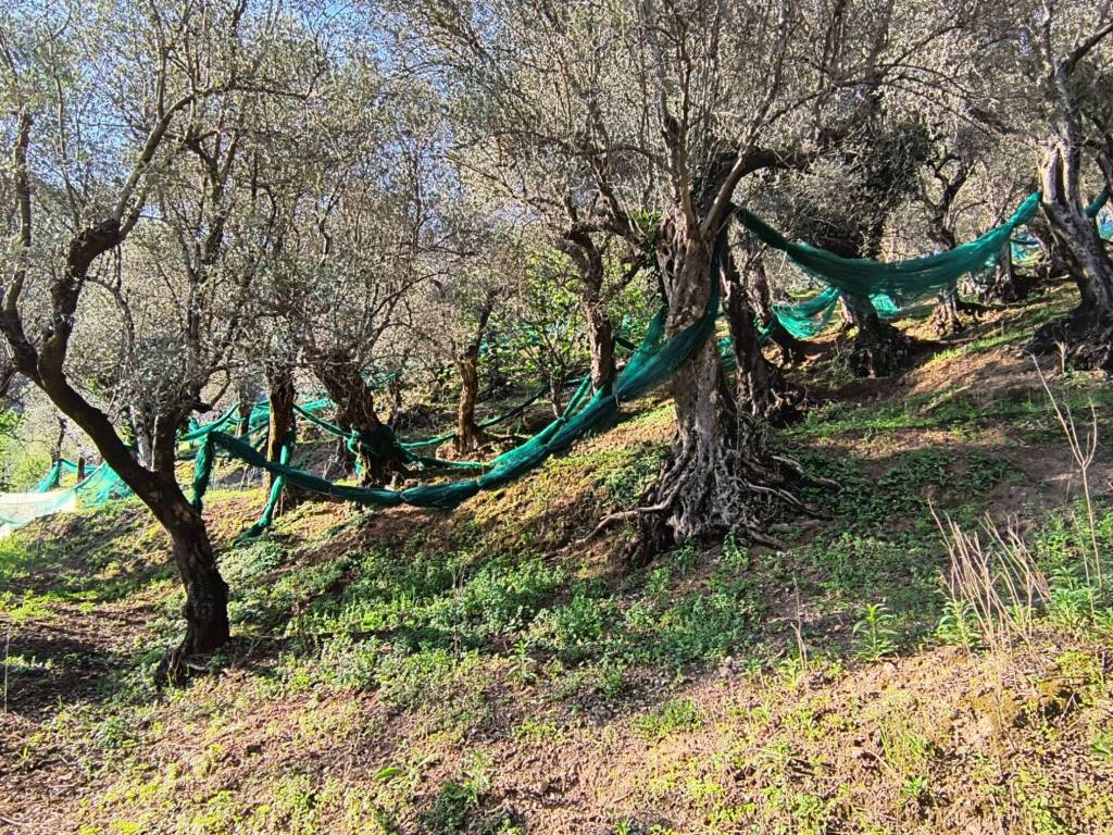 Terreno a Giffoni valle piana in Via Polongone - Foto 4