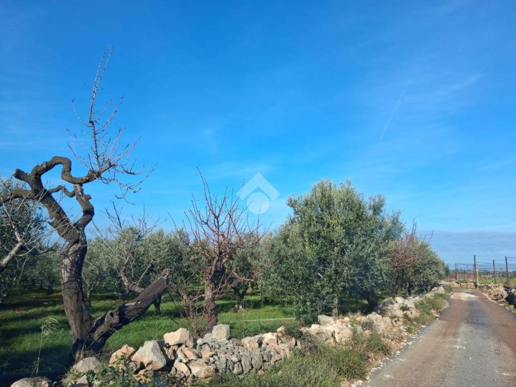 Terreno a Mola di bari in CONTRADA RINALDI - Foto 2