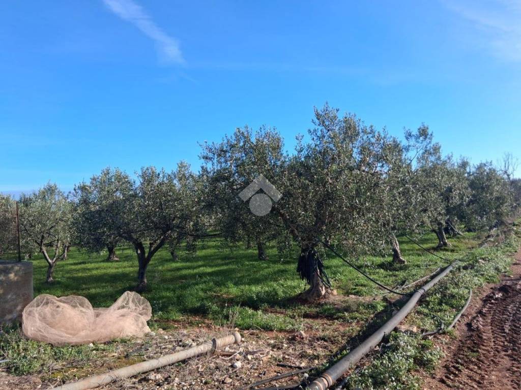 Terreno a Mola di bari in CONTRADA RINALDI - Foto 3
