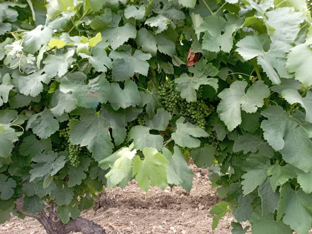 Terreno a Castelvetrano in baso belice - Foto 3
