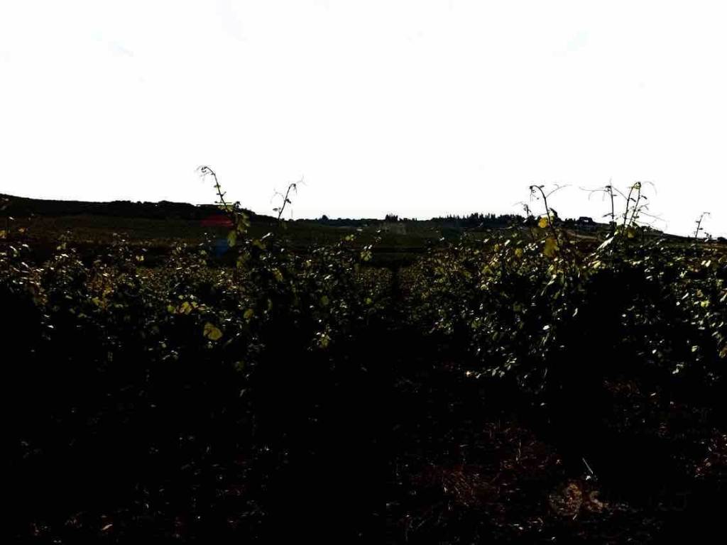 Terreno a Castelvetrano in baso belice - Foto 5