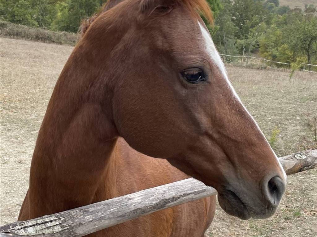 Immobile a Roccalbegna - Foto 3
