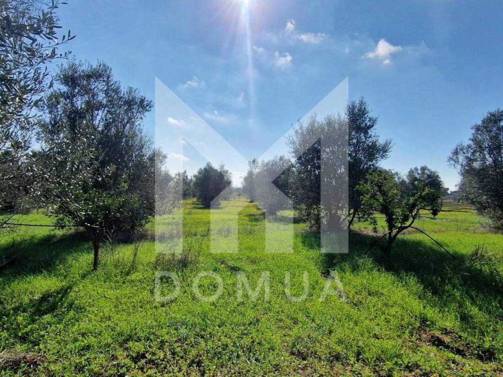 Terreno a Parabita in Strada Vicinale Macchitedoli - Foto 4