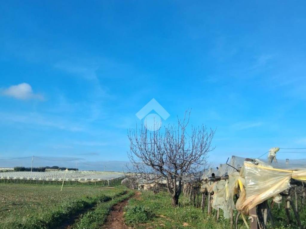 Terreno a Mola di bari in CONTRADA RINALDI - Foto 2