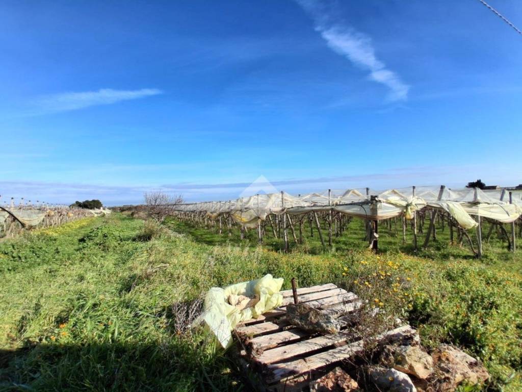 Terreno a Mola di bari in CONTRADA RINALDI - Foto 3