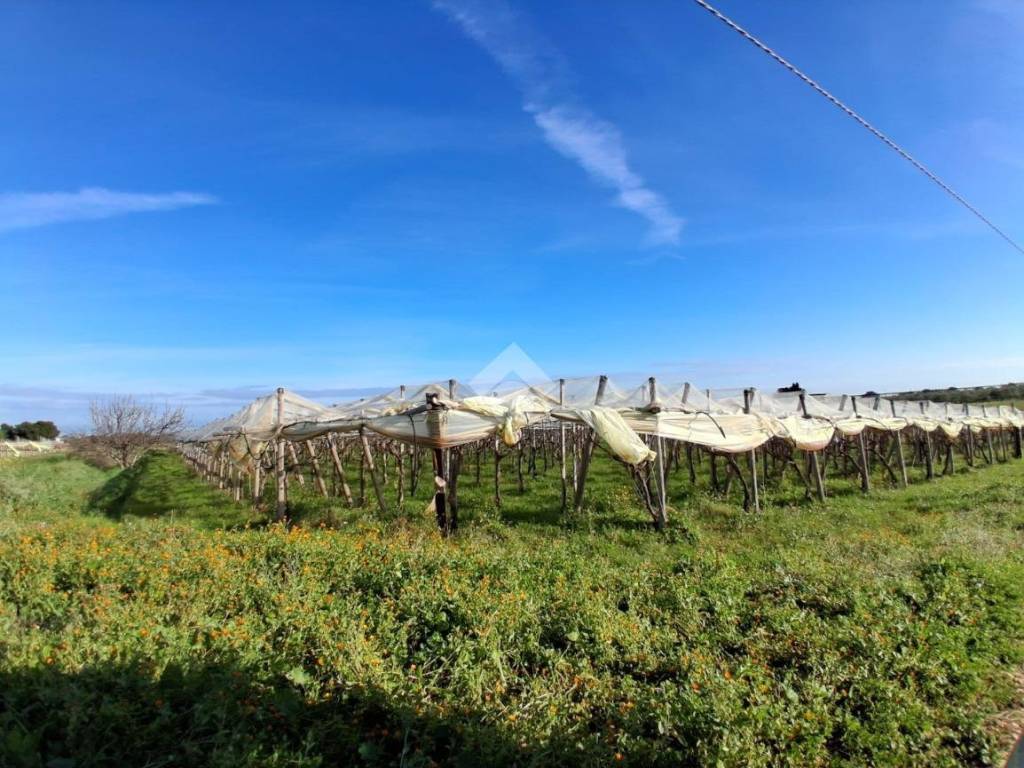 Terreno a Mola di bari in CONTRADA RINALDI - Foto 4